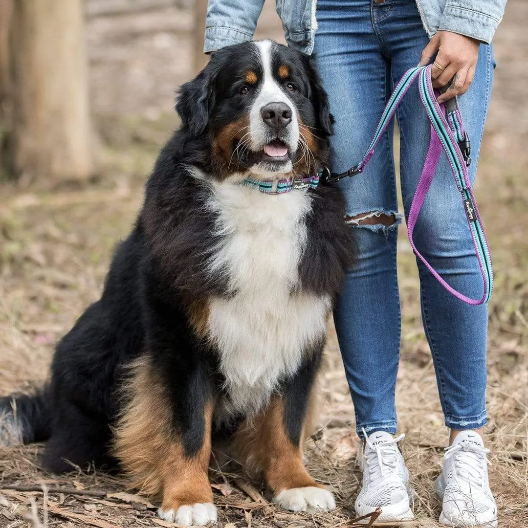 3M Reflective Dog Leash with Neoprene Padded Handle in Multi-colored Stripes