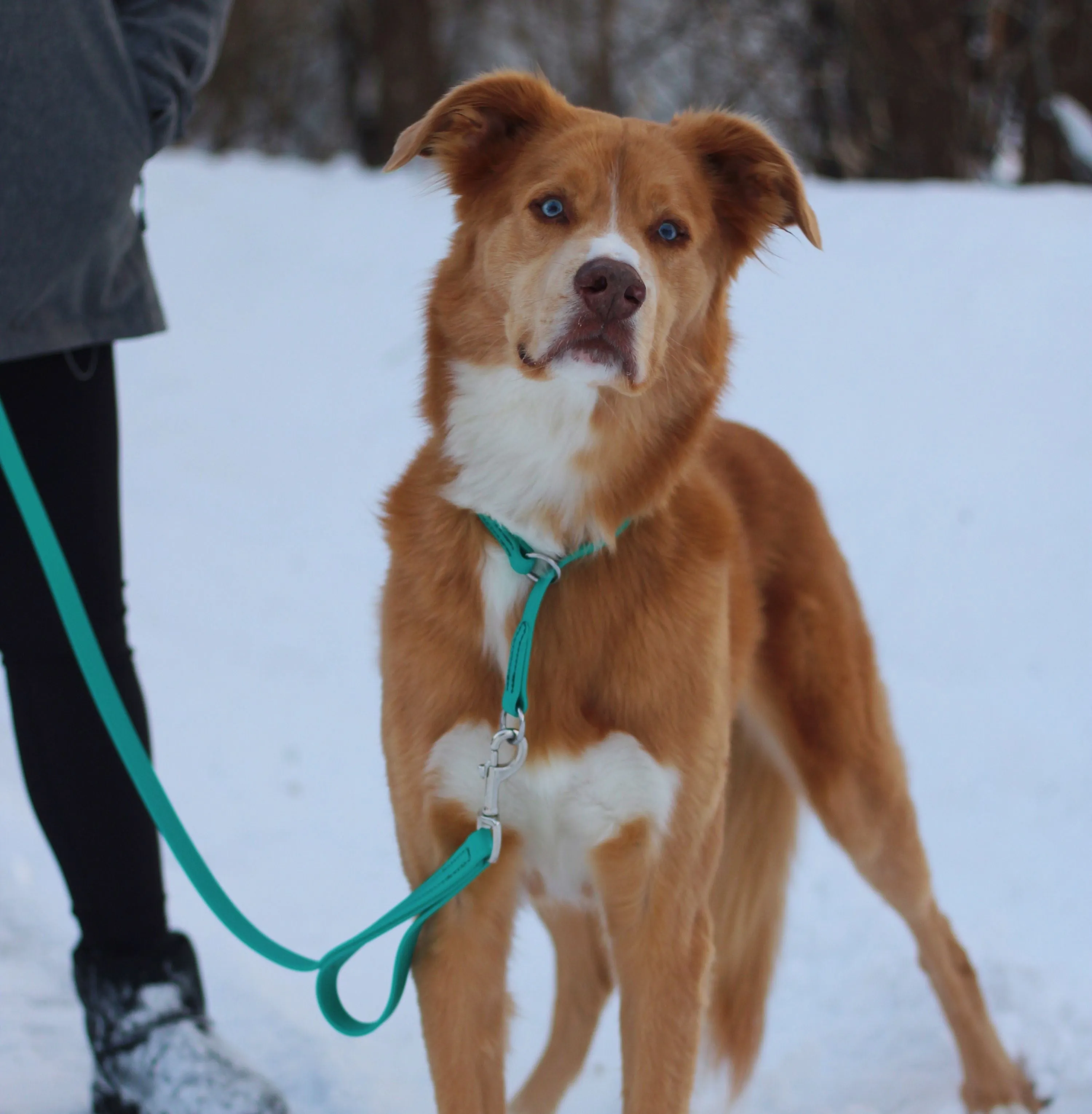 BioThane Dual Handle Leash