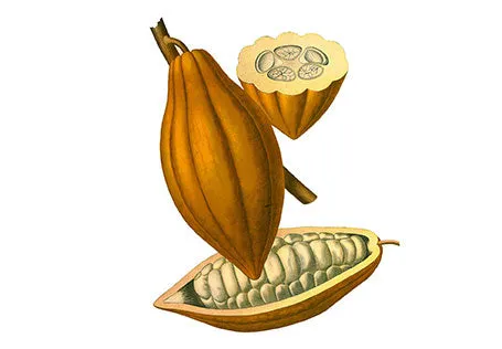 Cacao