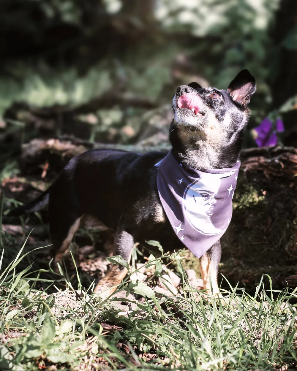 Celestial Pet Bandana - Dog or Cat