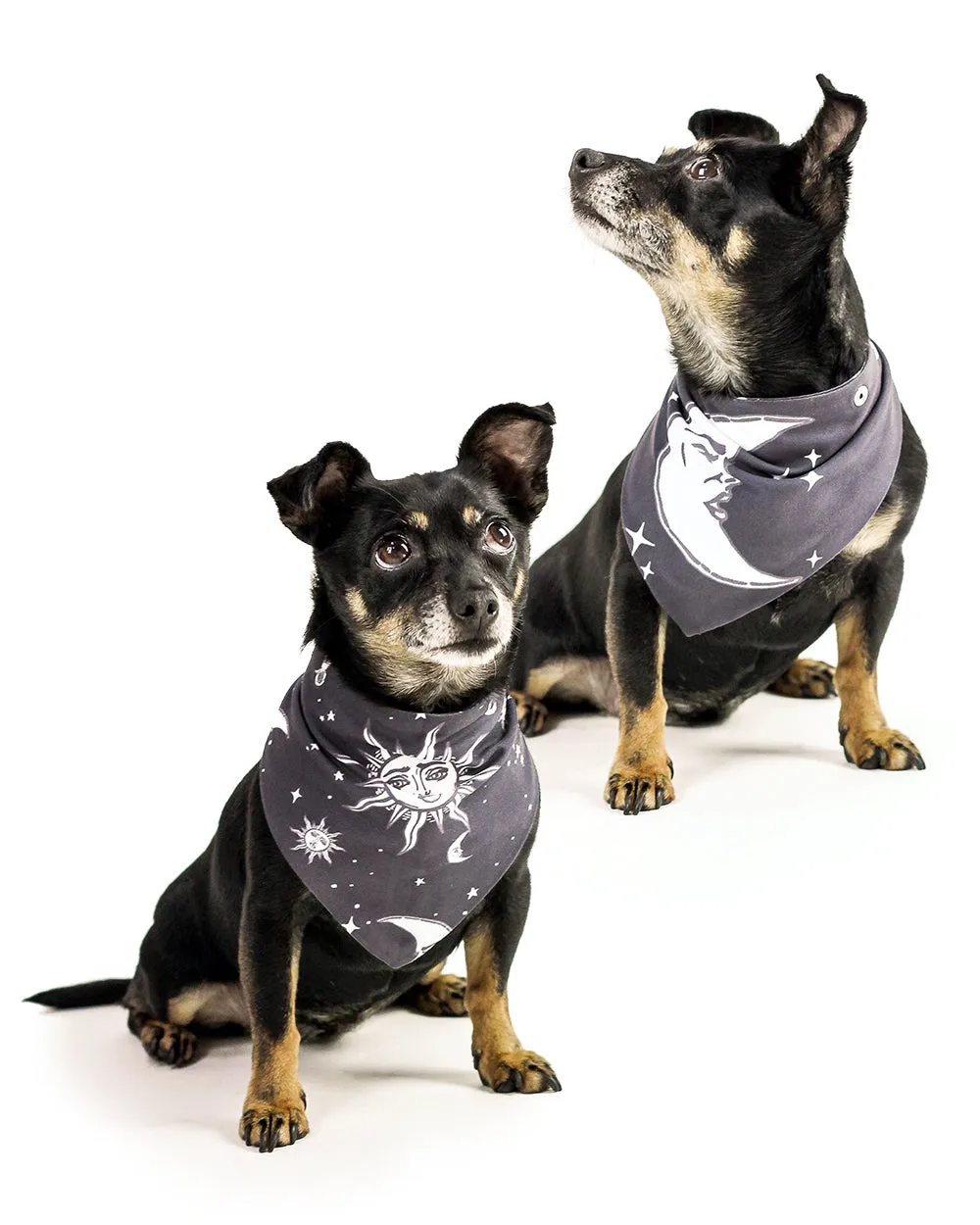 Celestial Pet Bandana - Dog or Cat