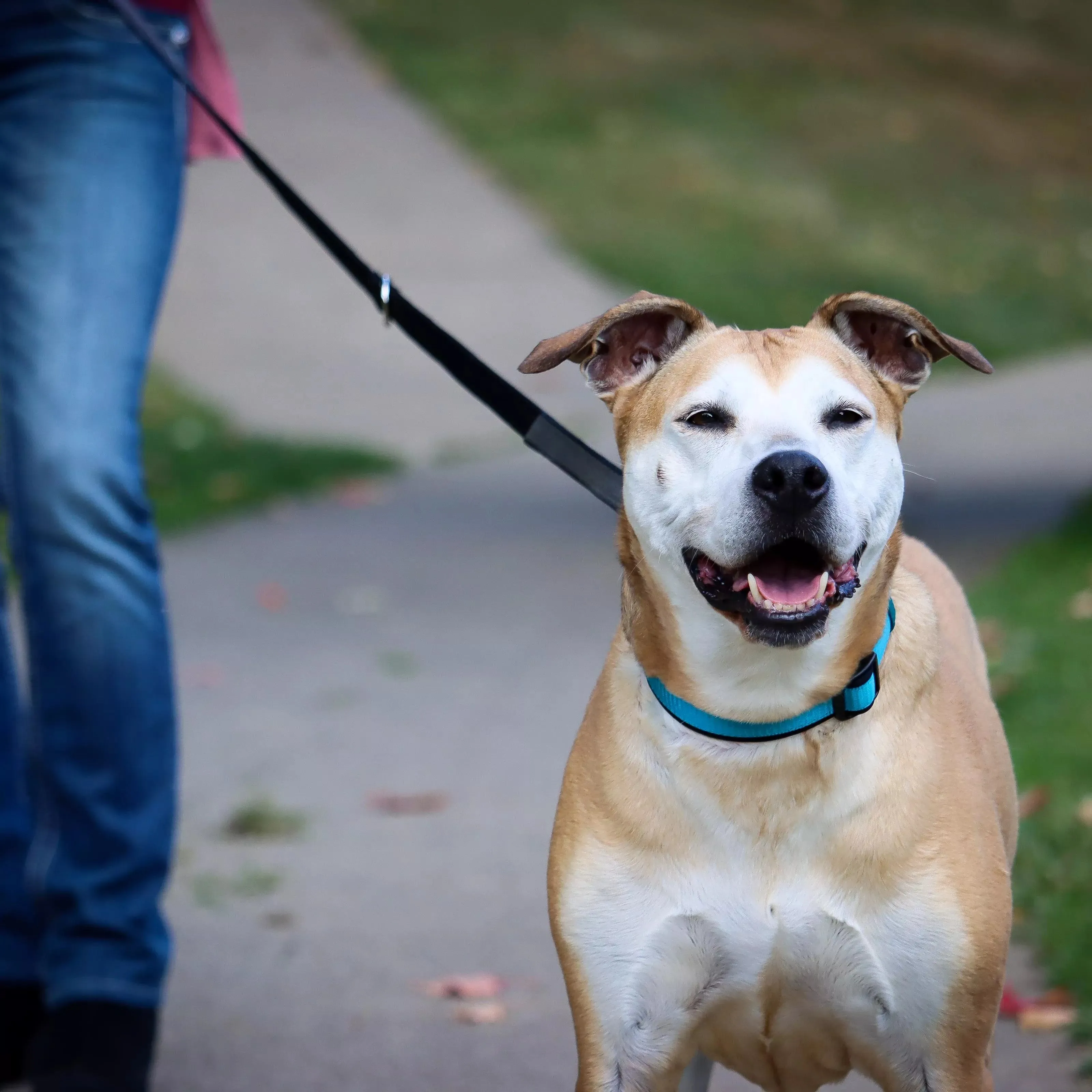 Coastal Pet Products Inspire Adjustable Dog Collar in Aqua