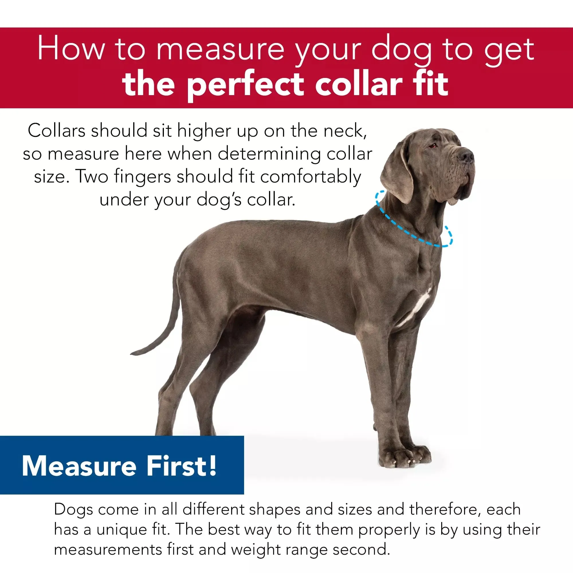 Coastal Pet Products Inspire Adjustable Dog Collar in Aqua