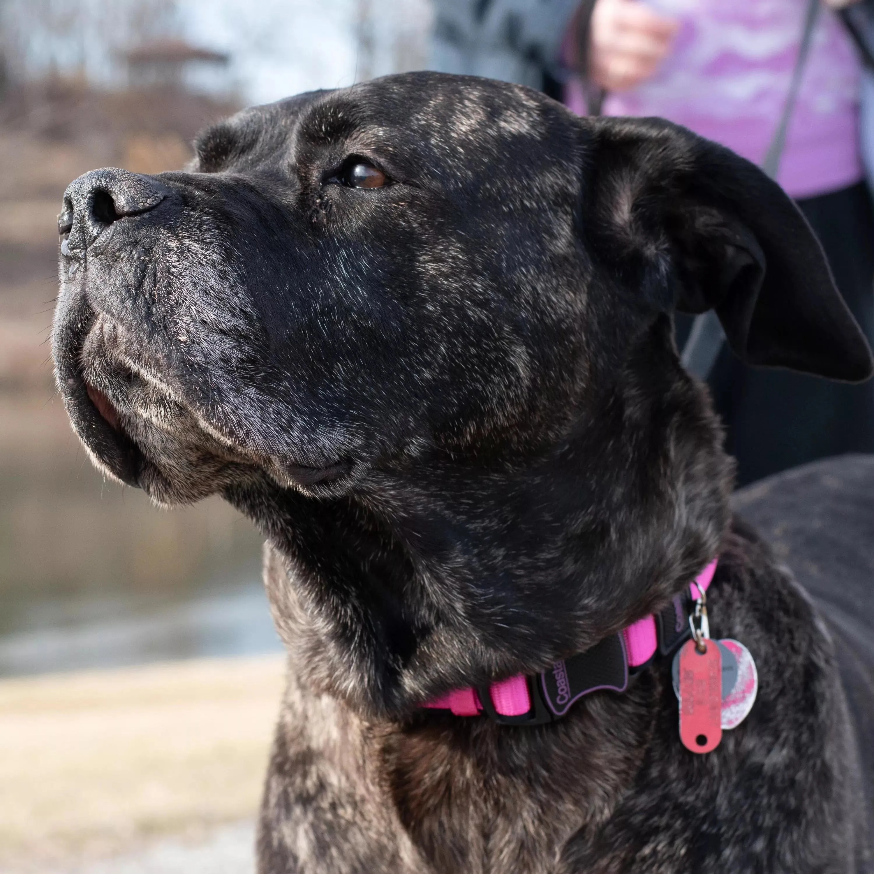 Coastal Pet Products Inspire Adjustable Dog Collar in Pink