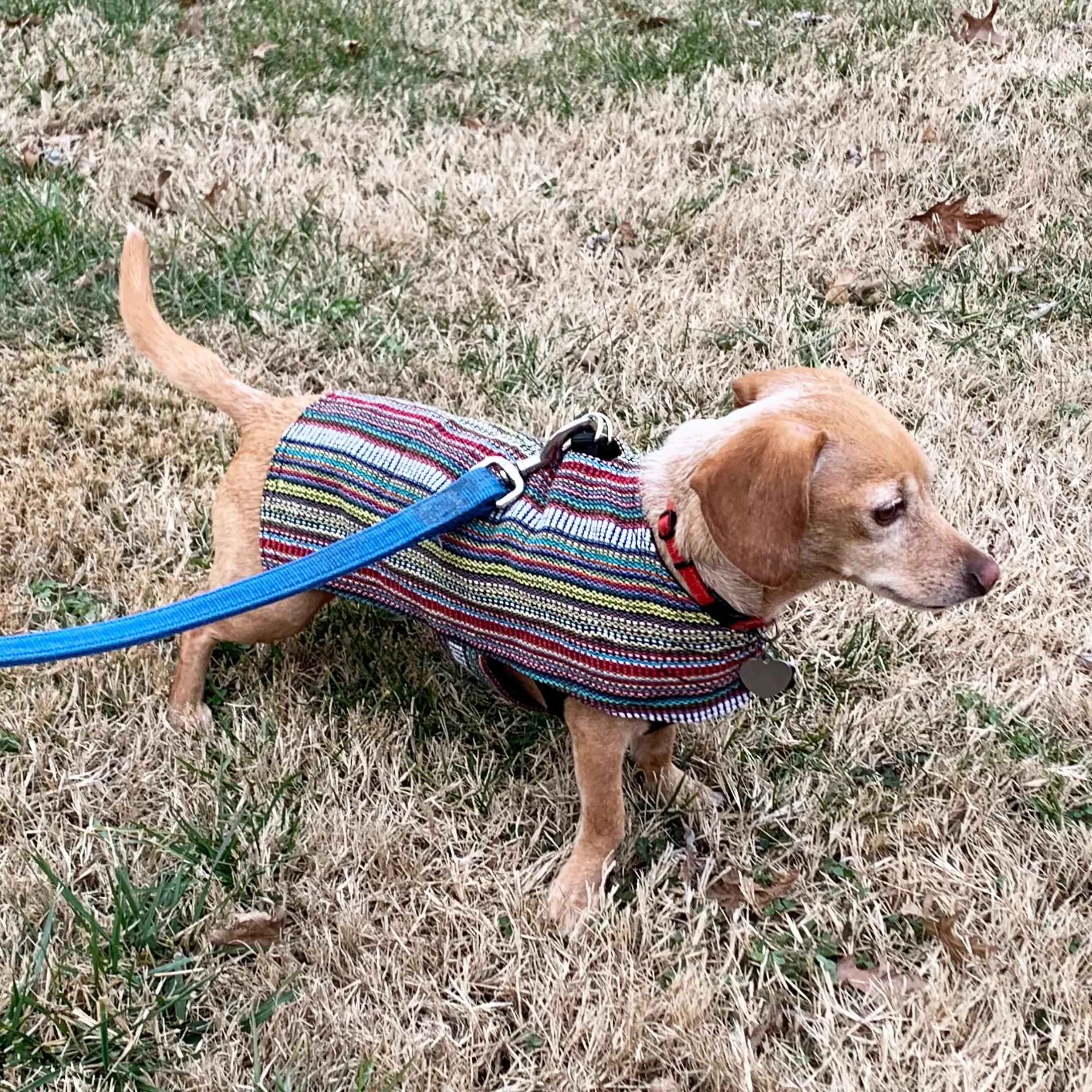 Dog Poncho - Bohemian Multicolor