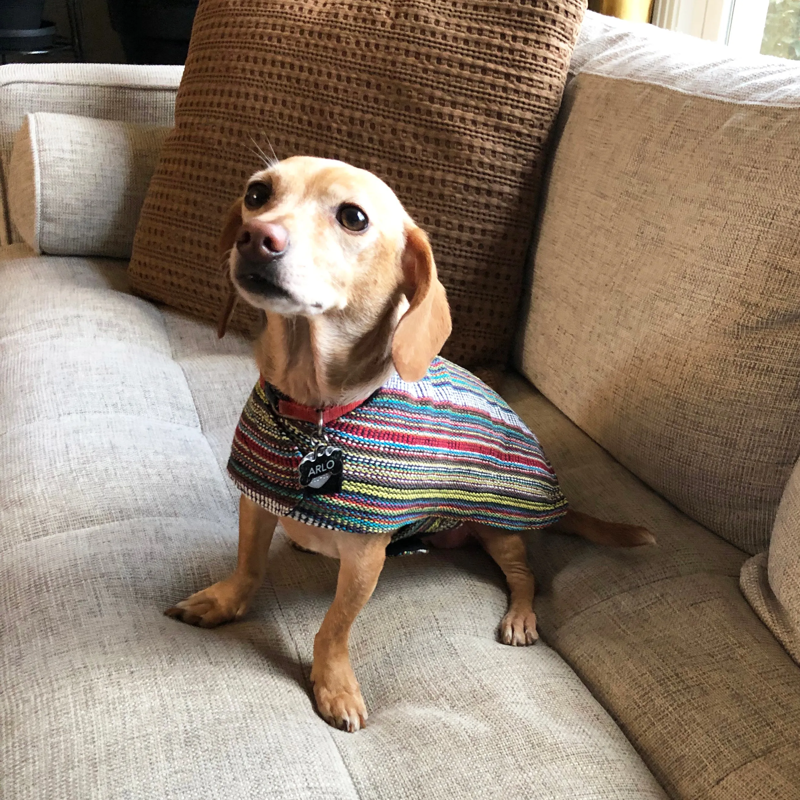 Dog Poncho - Bohemian Multicolor