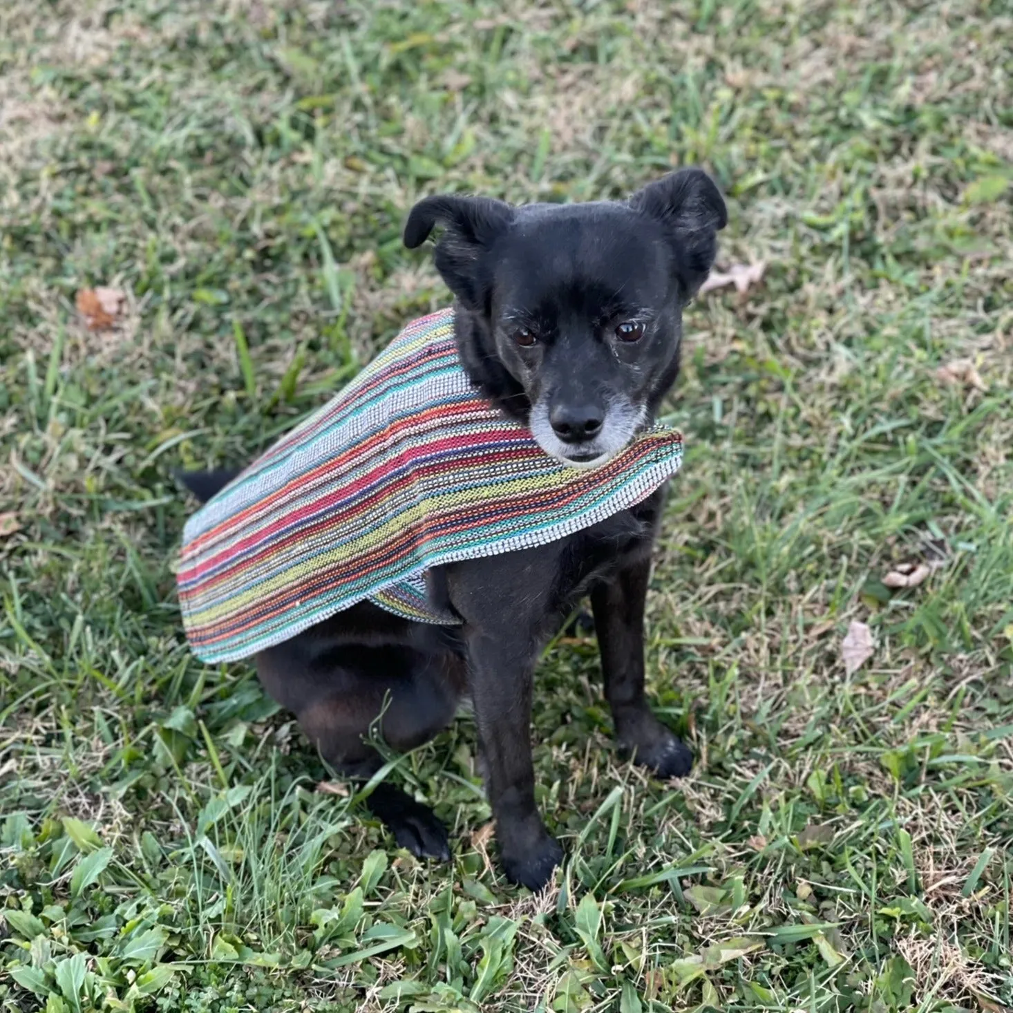 Dog Poncho - Bohemian Multicolor