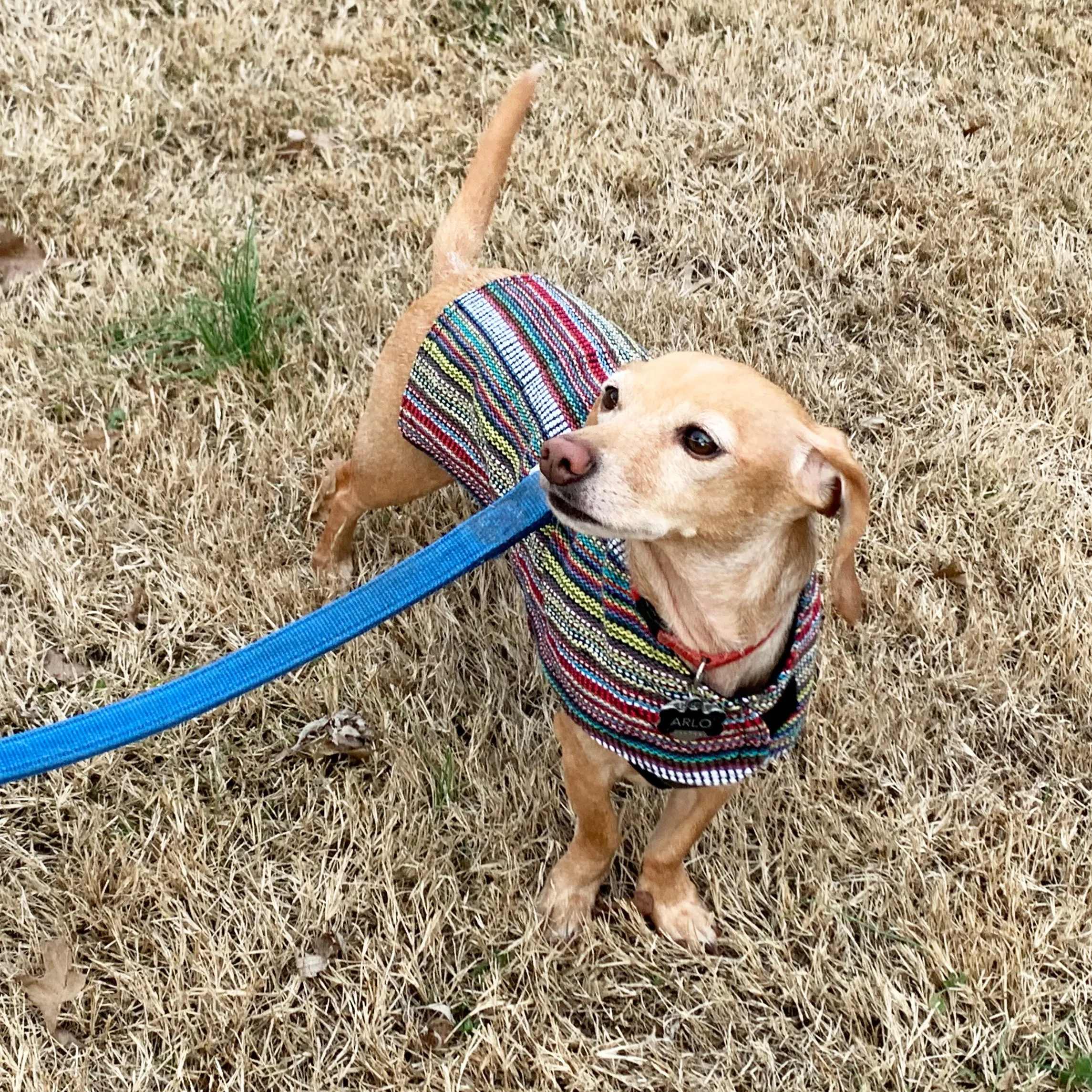 Dog Poncho - Bohemian Multicolor