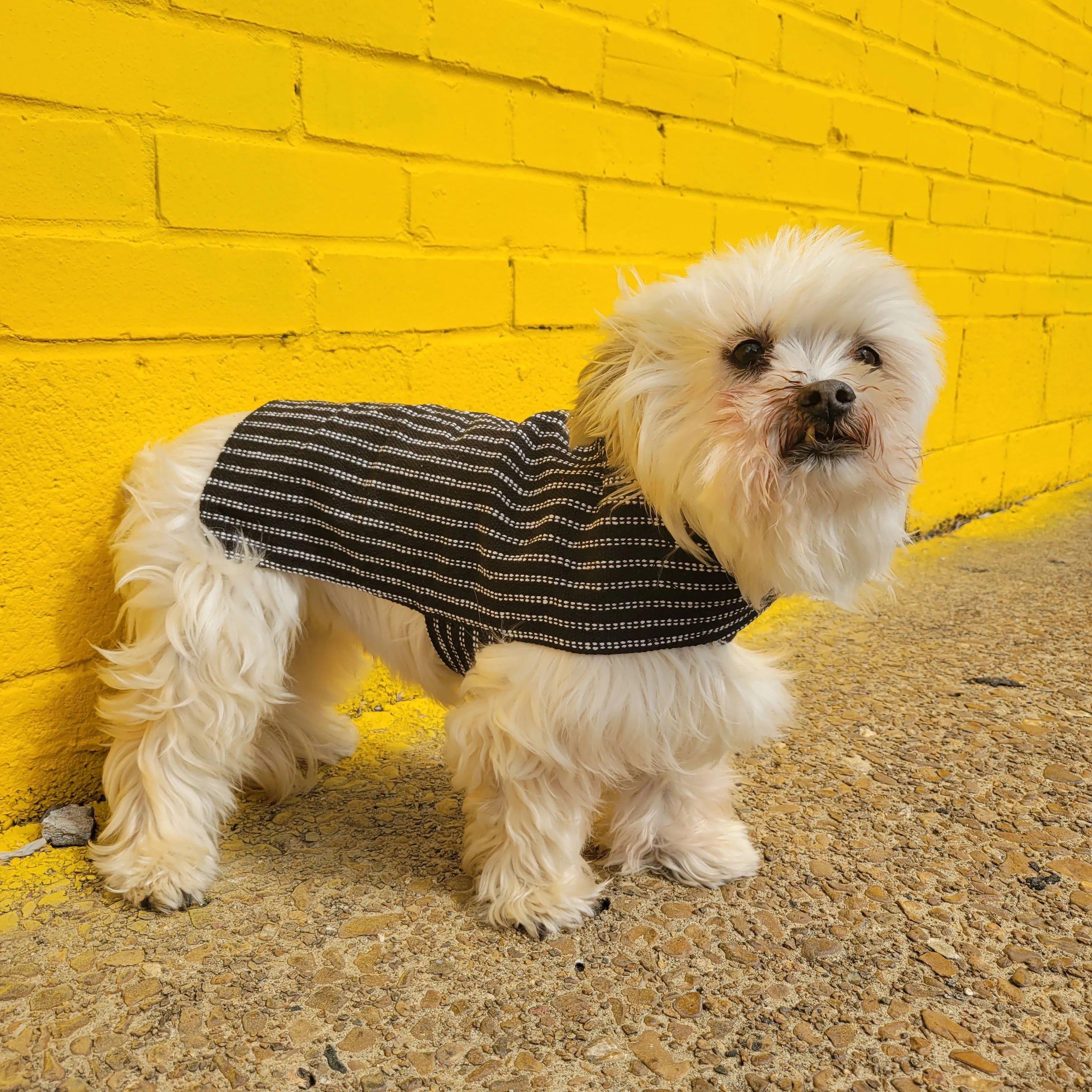 Dog Poncho - Pinstripe