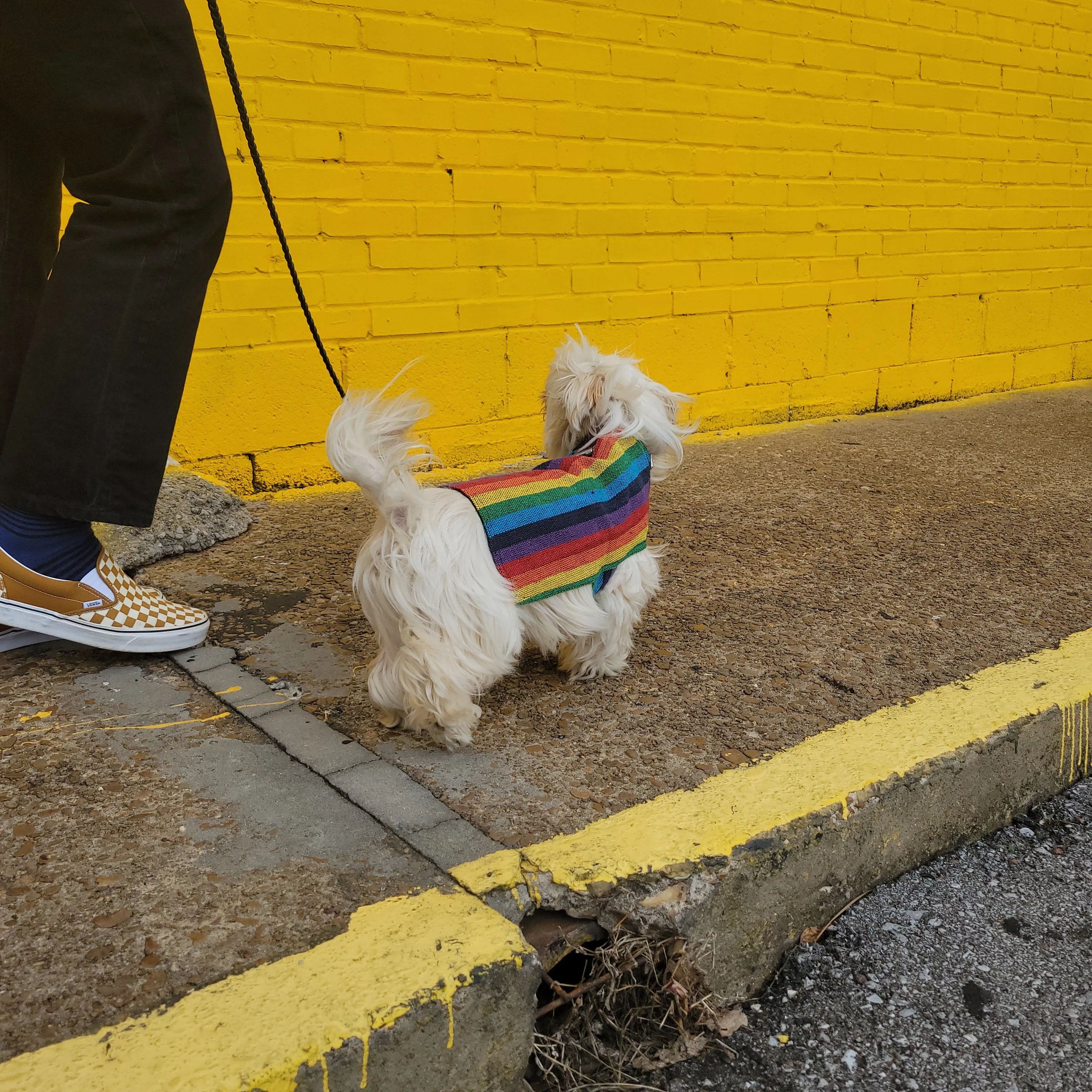 Dog Poncho - Rainbow