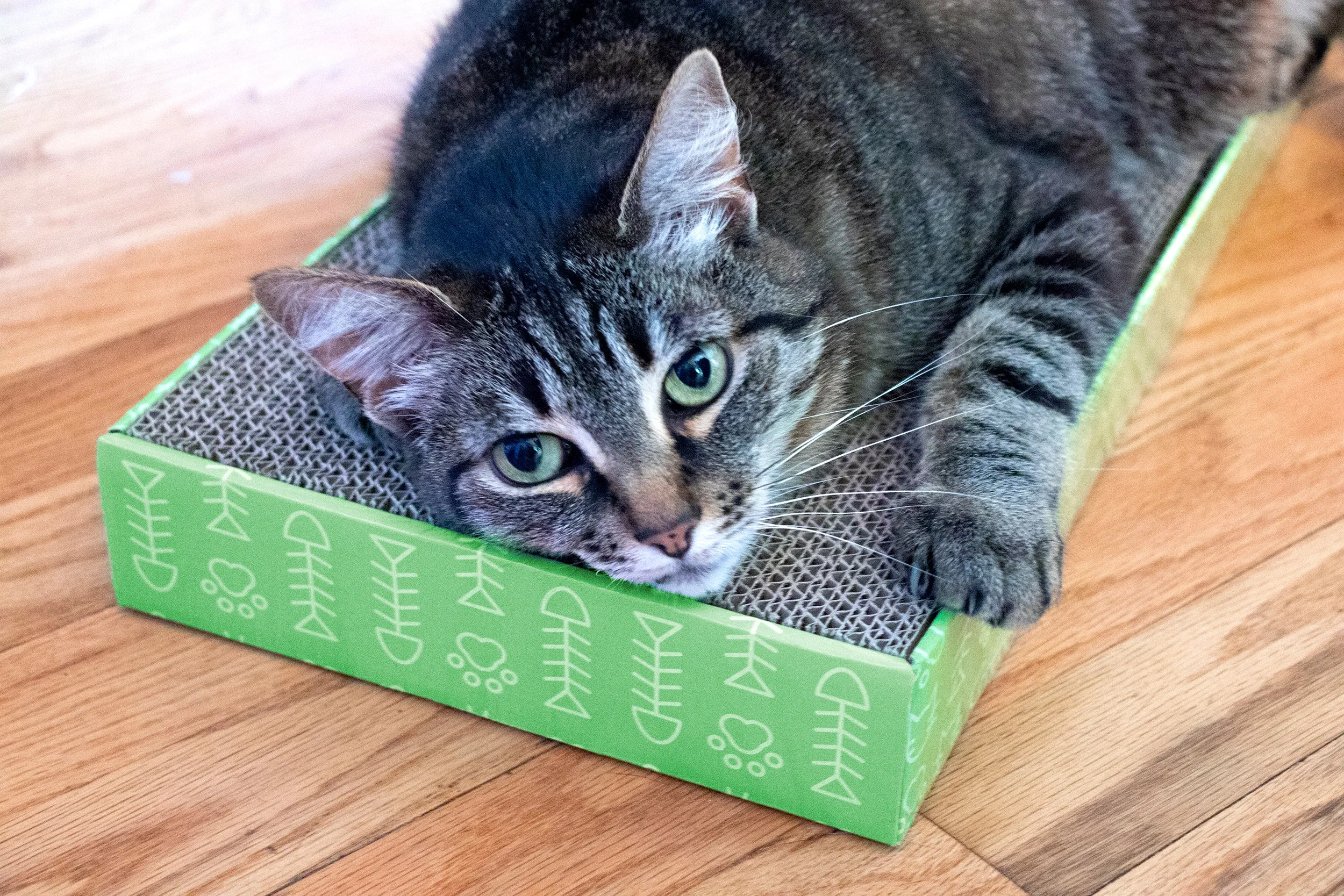 Flat Corrugated Scratcher with Catnip