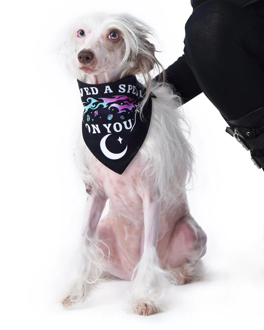 I Pawed a Spell on You Pet Bandana - Dog or Cat