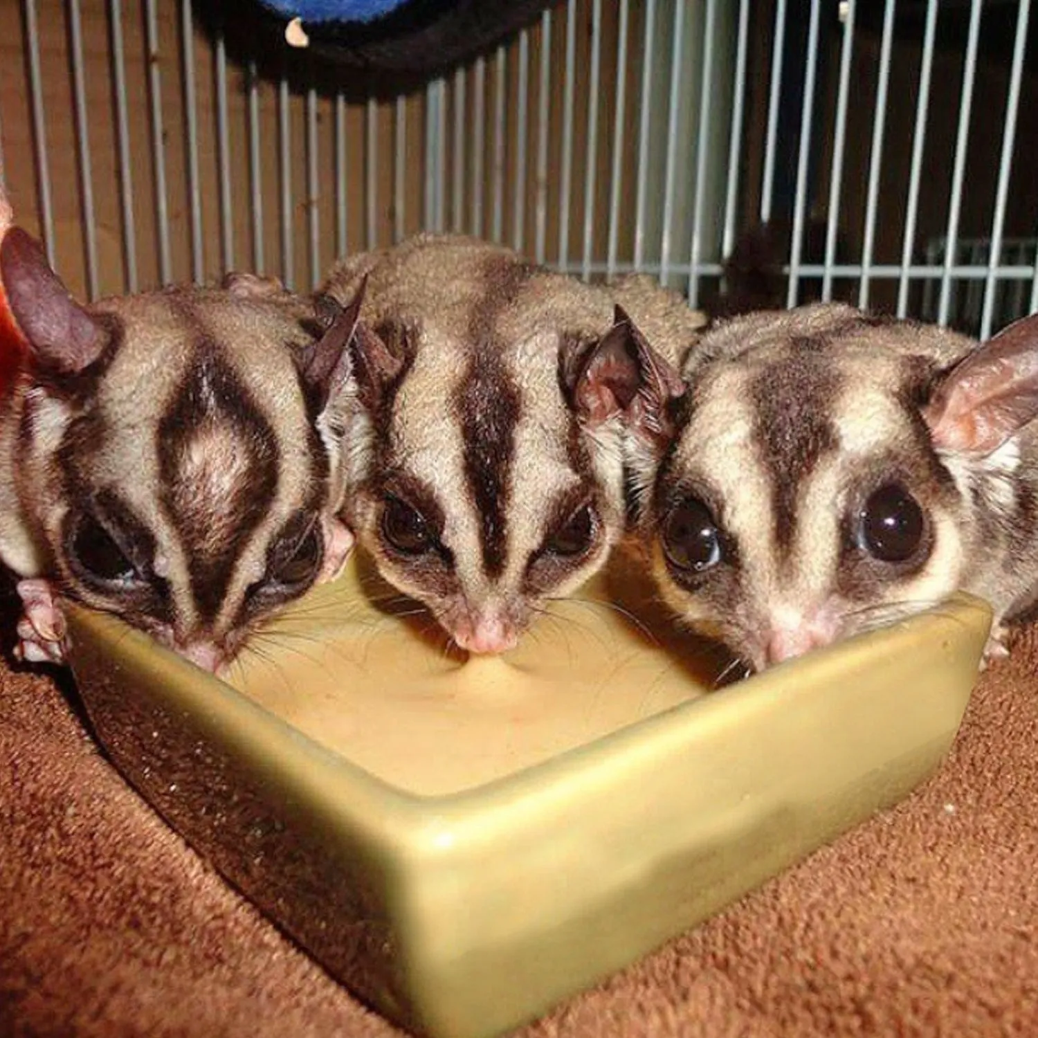 Instant-HPW Original Sugar Glider Food