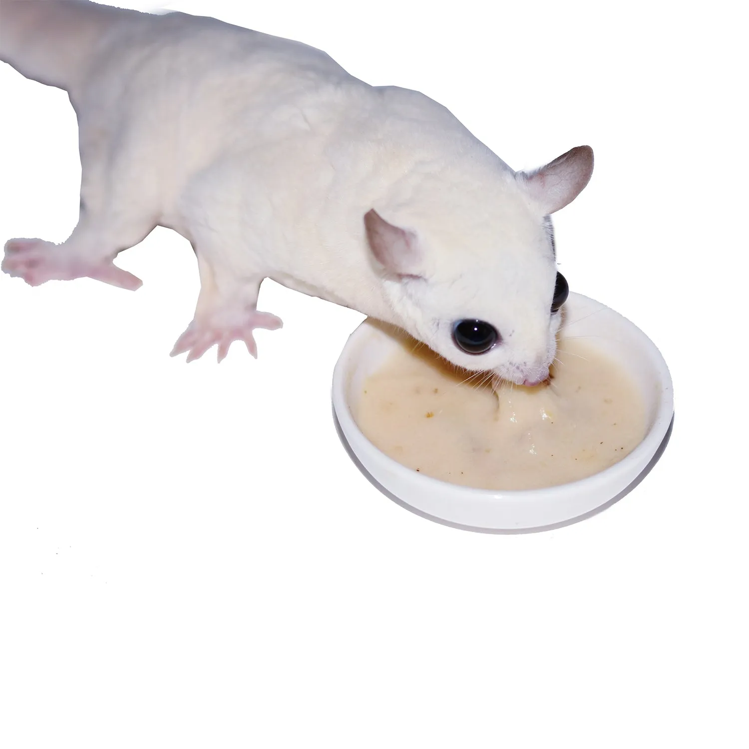 Instant-HPW Original Sugar Glider Food