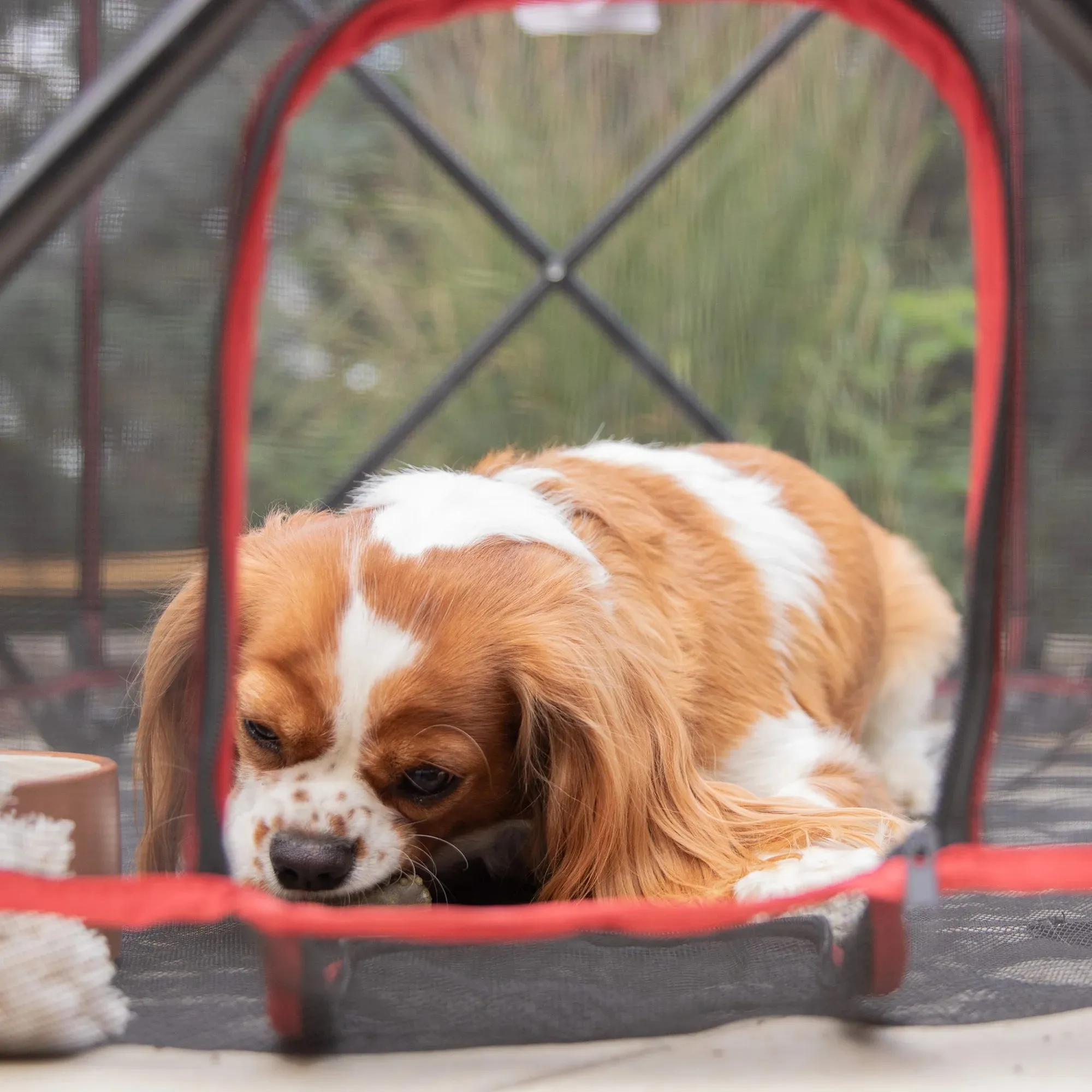 Portable Pet Pen